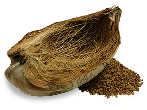 Kokosnussschale und daraus gewonnene Partikel