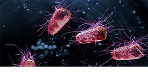 Vista microscópica da bactéria E. coli em uma amostra de águas residuais.