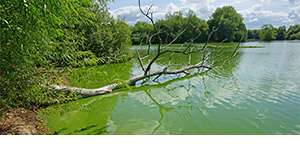 cyanobacteria bluegreen algae which develop