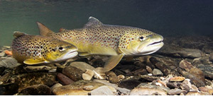 Salmo trutta, connue comme truite commune, dans une rivière peu profonde. 