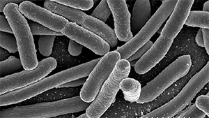 Bactérie E-Coli vue d'un microscope