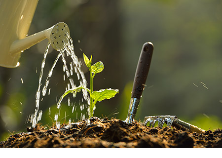 Un arrosoir versant de l'eau de pluie sur un plant nouvellement mis en terre.