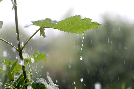 Using rainwater to nourish garden plants 