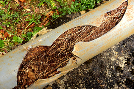 Tuyau d'évacuation de fosse septique fissuré et rempli de racines d'un arbuste ou d'un arbre planté à proximité.
