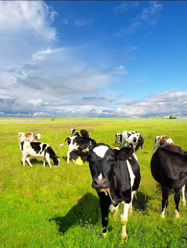 Cows in a field on a sunny day 