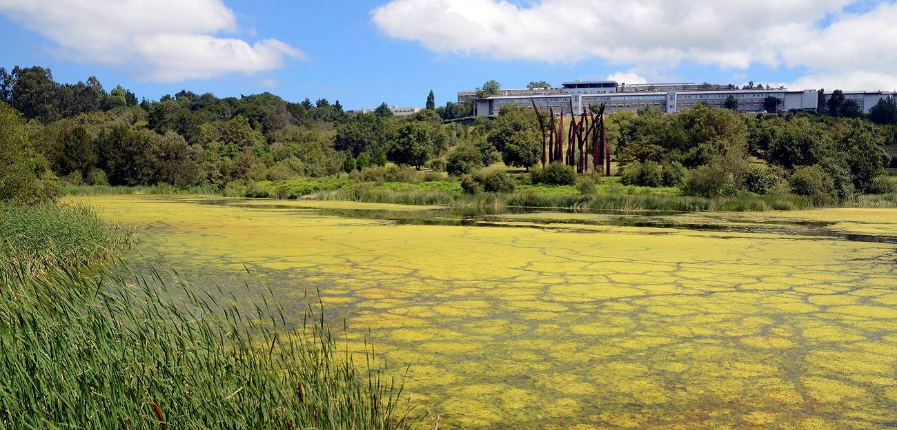 Eutrophication caused by excessive nutrient pollution