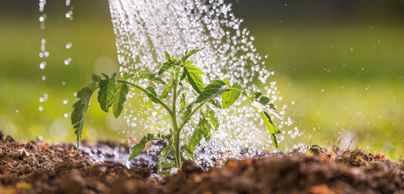 Regenwasser für Gartenpflanzen.