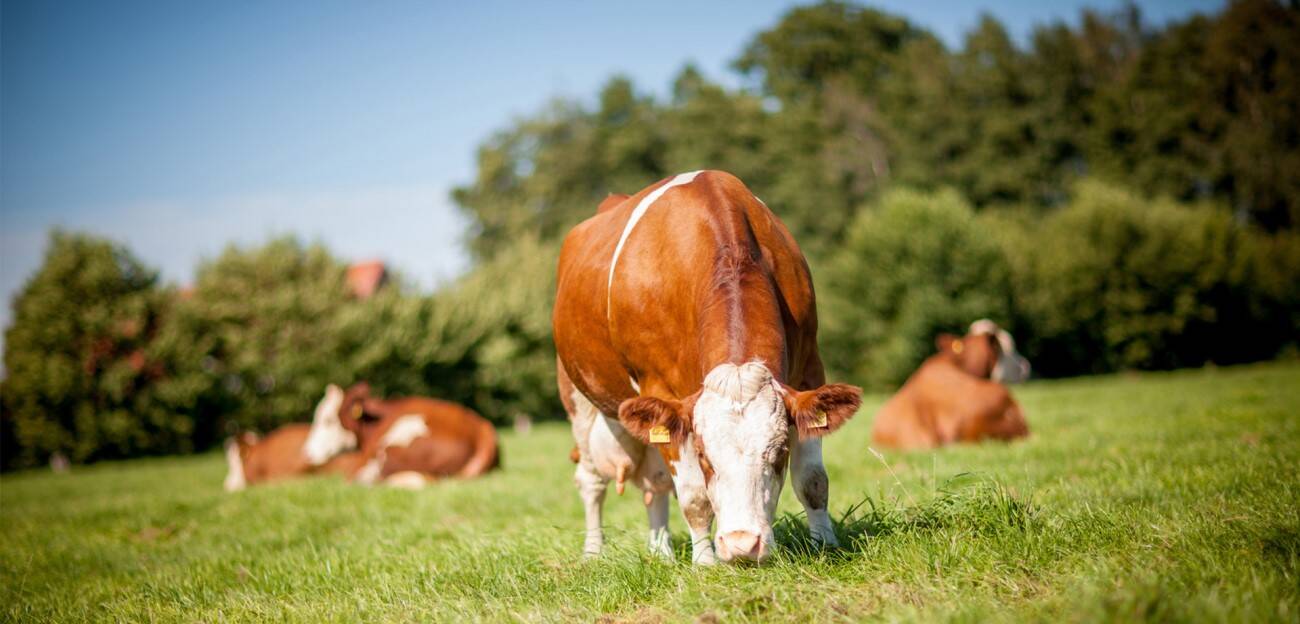 Vacas en pastizales en España.