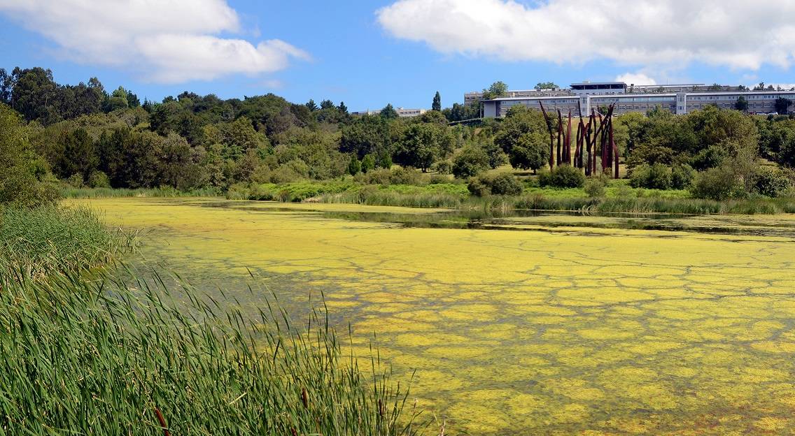 Eutrophication caused by excessive nutrient pollution