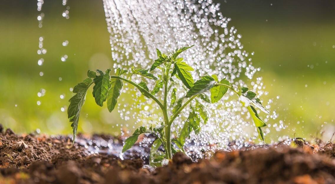 Regenwasser für Gartenpflanzen.