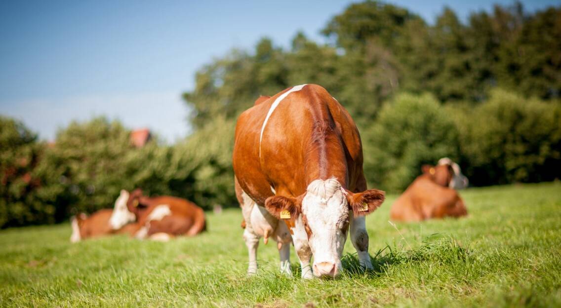 Vacas en pastizales en España.