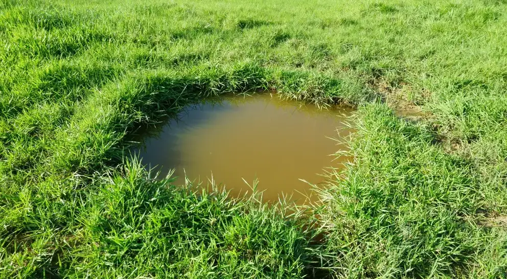 Sewage backing up in a garden in the UK.
