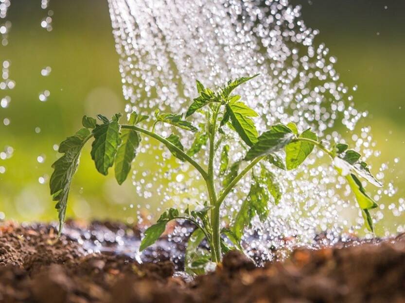 Regenwasser für Gartenpflanzen.