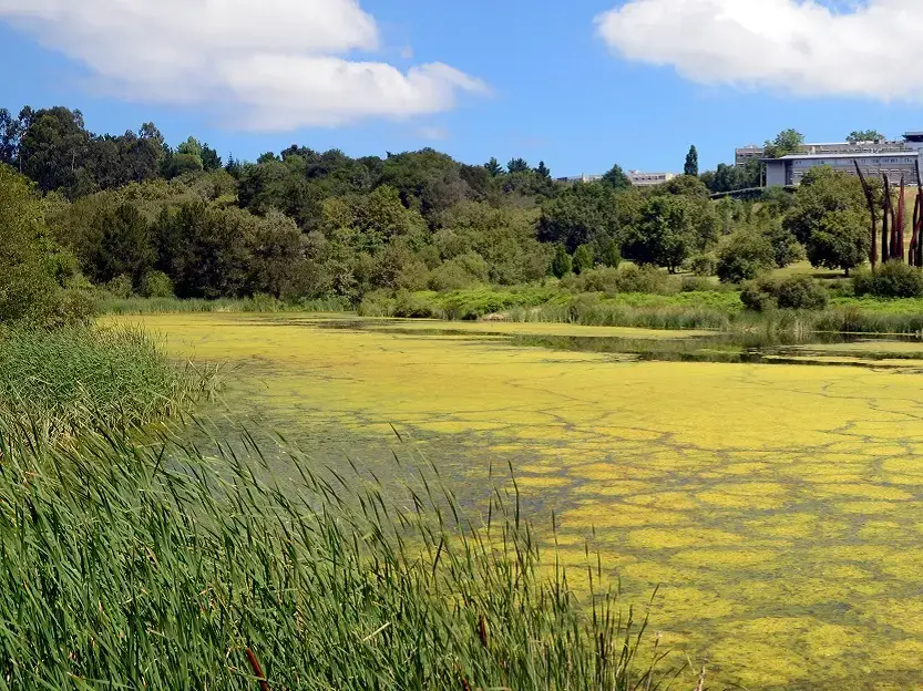 Eutrophication caused by excessive nutrient pollution