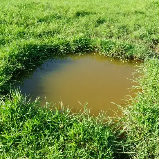 Sewage backing up in a garden in the UK.