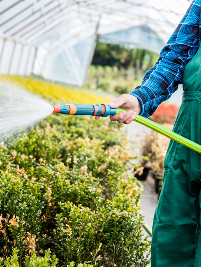man watering his greenhouse