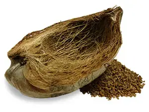 coconut husk fiber and fragments