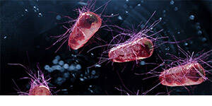 Vista microscópica de la bacteria E. coli en una muestra de aguas residuales