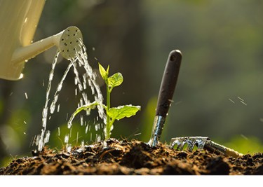 Una regadera que vierte agua de lluvia sobre un árbol recién plantado.